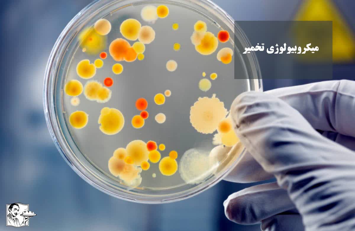 میکروبیولوژی تخمیر